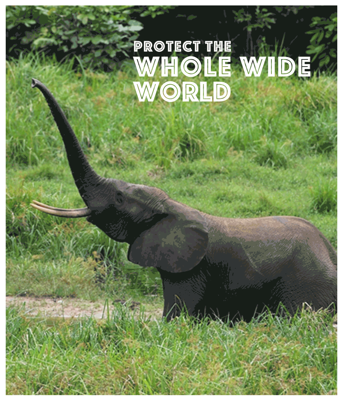 Protect The Whole Wild World Eofy Fiscal Year End Interstitial Wcs