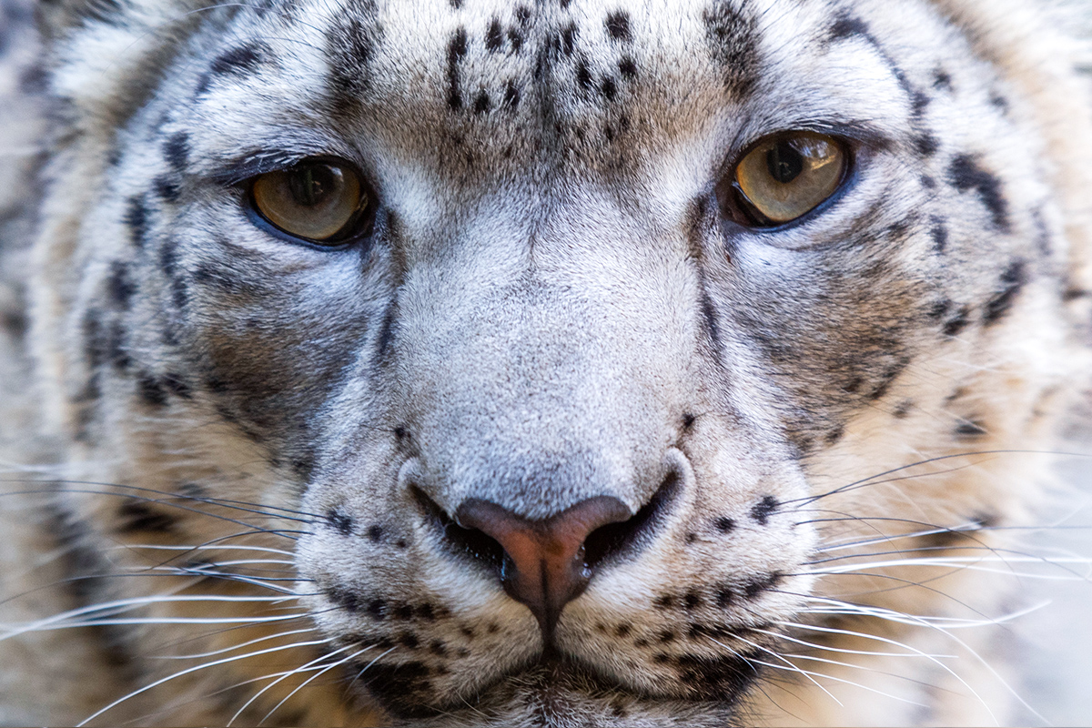 HELP PROTECT SNOW LEOPARDS AND OTHER CRITICALLY ENDANGERED SPECIES WCS