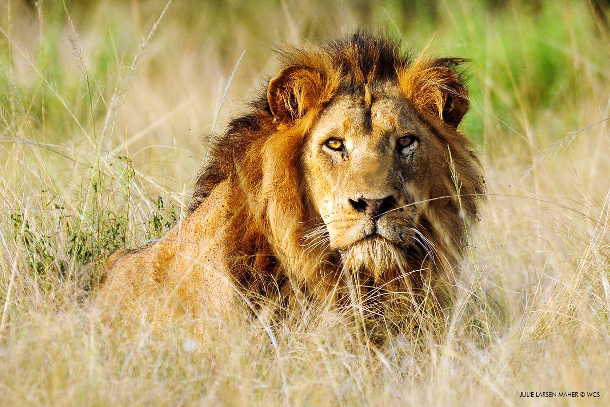 SPEAK UP FOR LIONS AND THE ENDANGERED SPECIES ACT | WCS