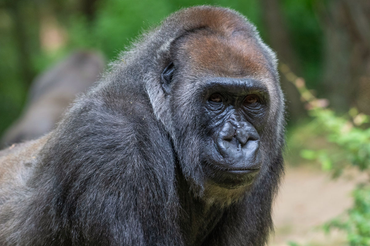 Tell Albany: Thank you for restoring funding to New York zoos ...