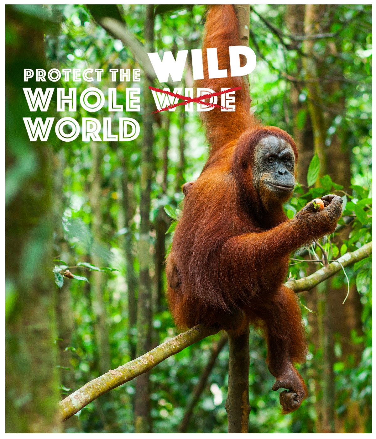 Protect The Whole Wild World Eofy Fiscal Year End Interstitial Wcs