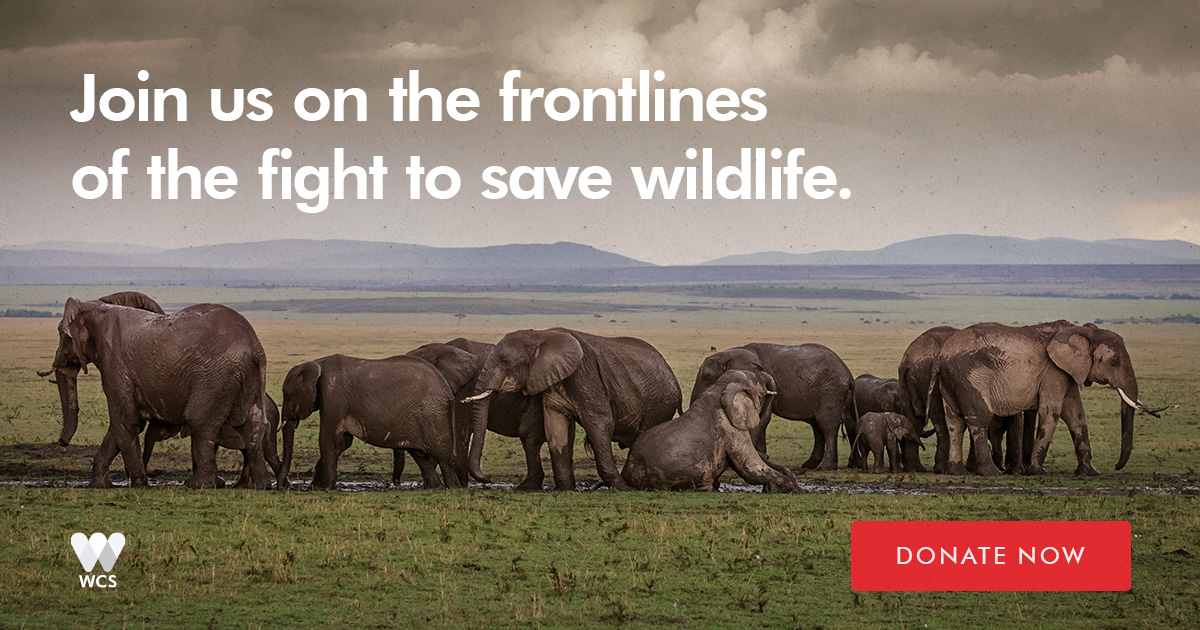 Donate And Help Save Wildlife | WCS