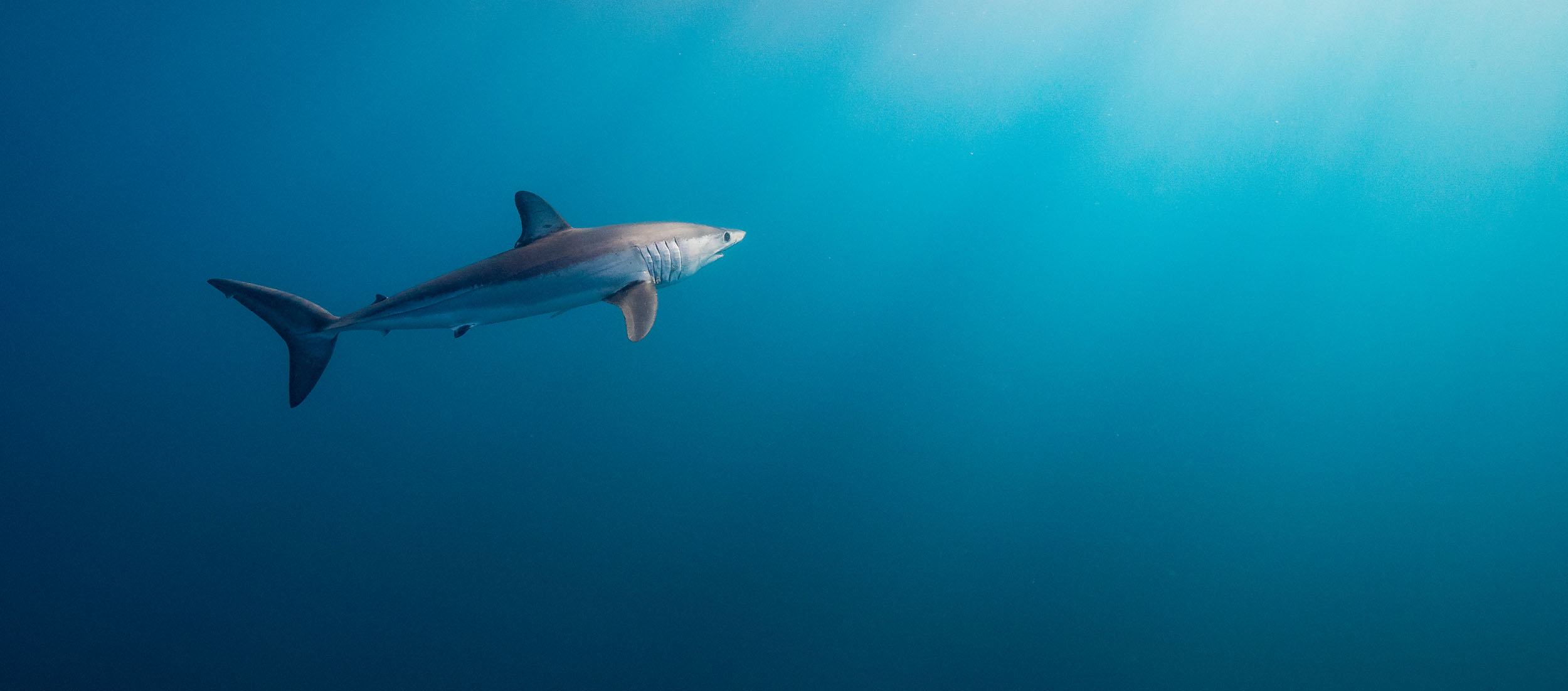 We can’t let sharks and rays keep declining—their very existence keeps