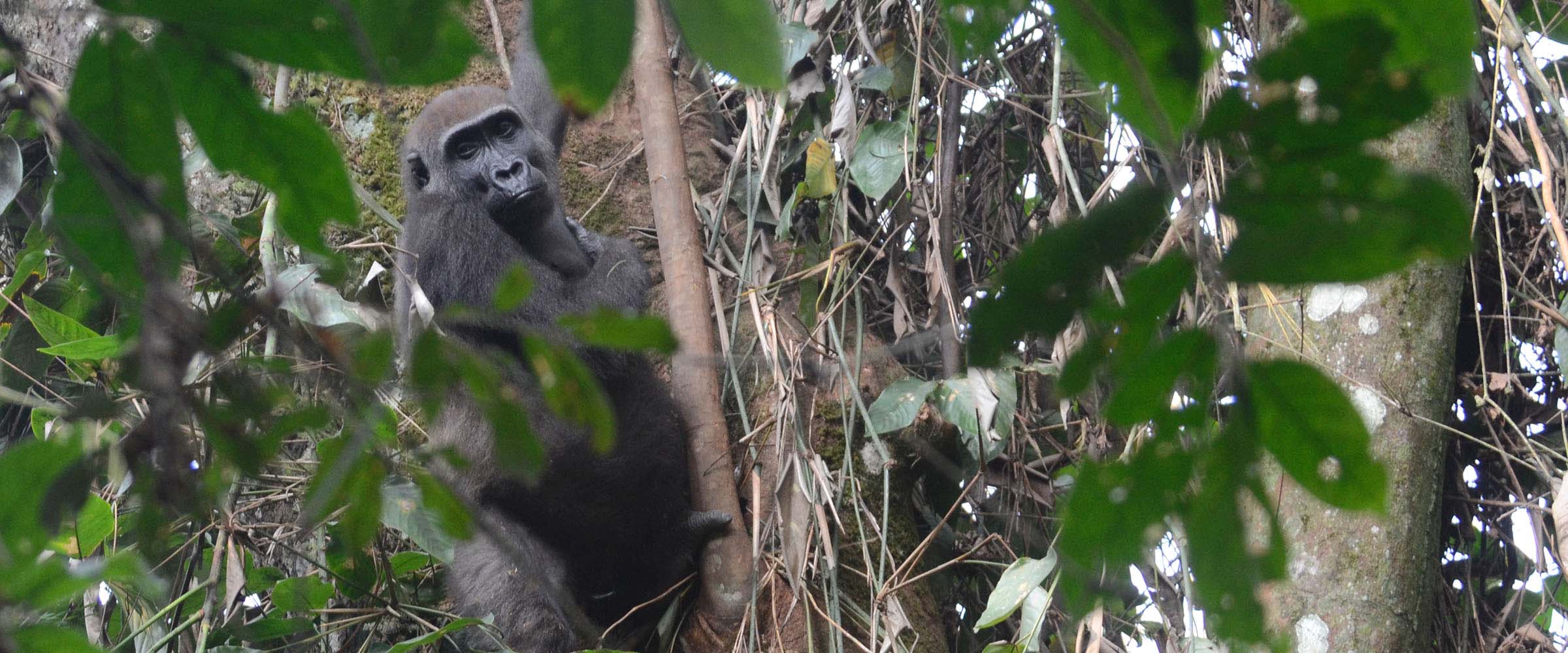 Western Lowland Gorilla