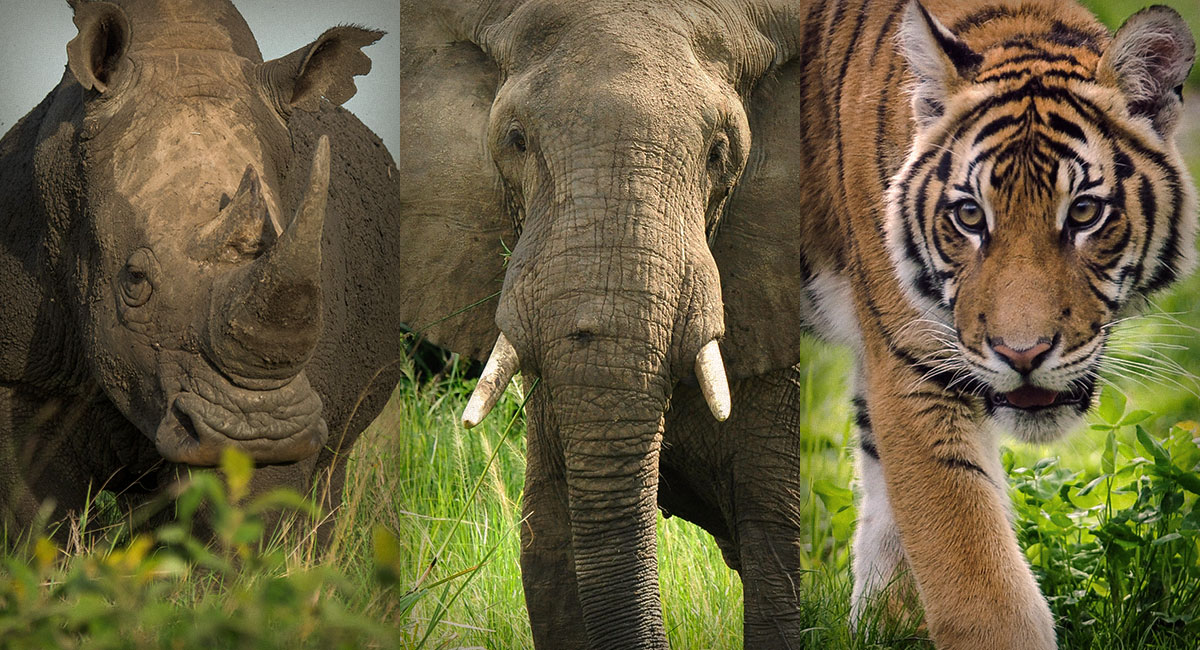 Rhino, Elephant, and Tiger