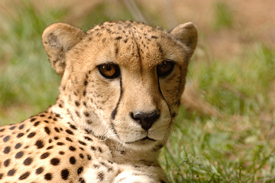 Cheetah