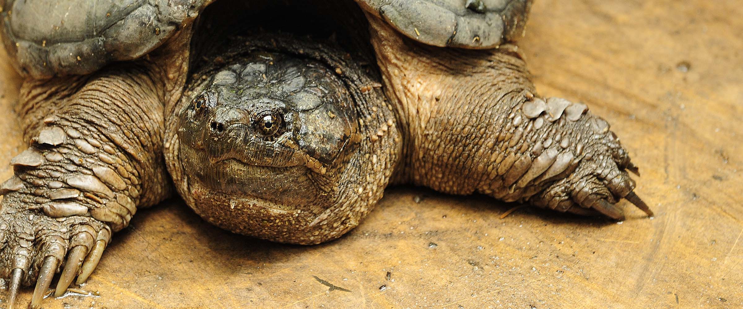 Common Snapping Turtle| Hero Image