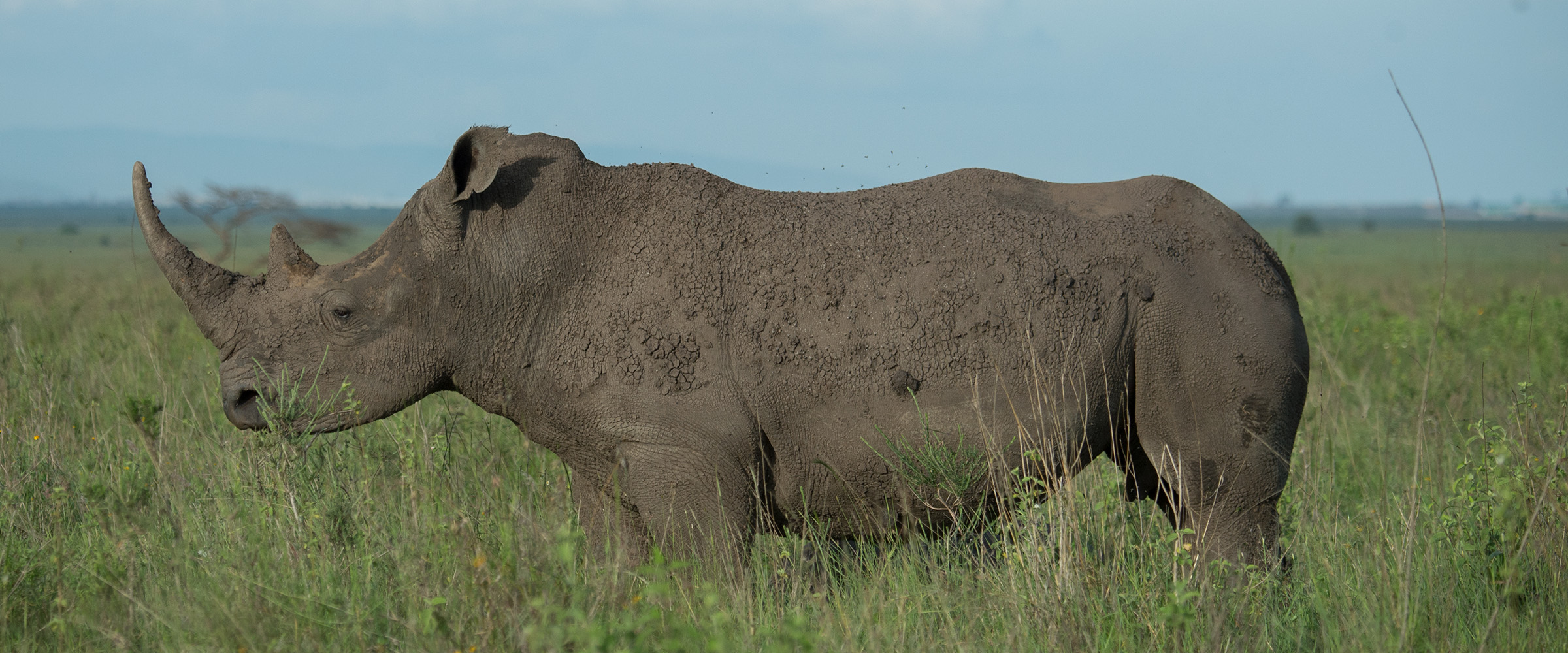 Southern White Rhinoceros