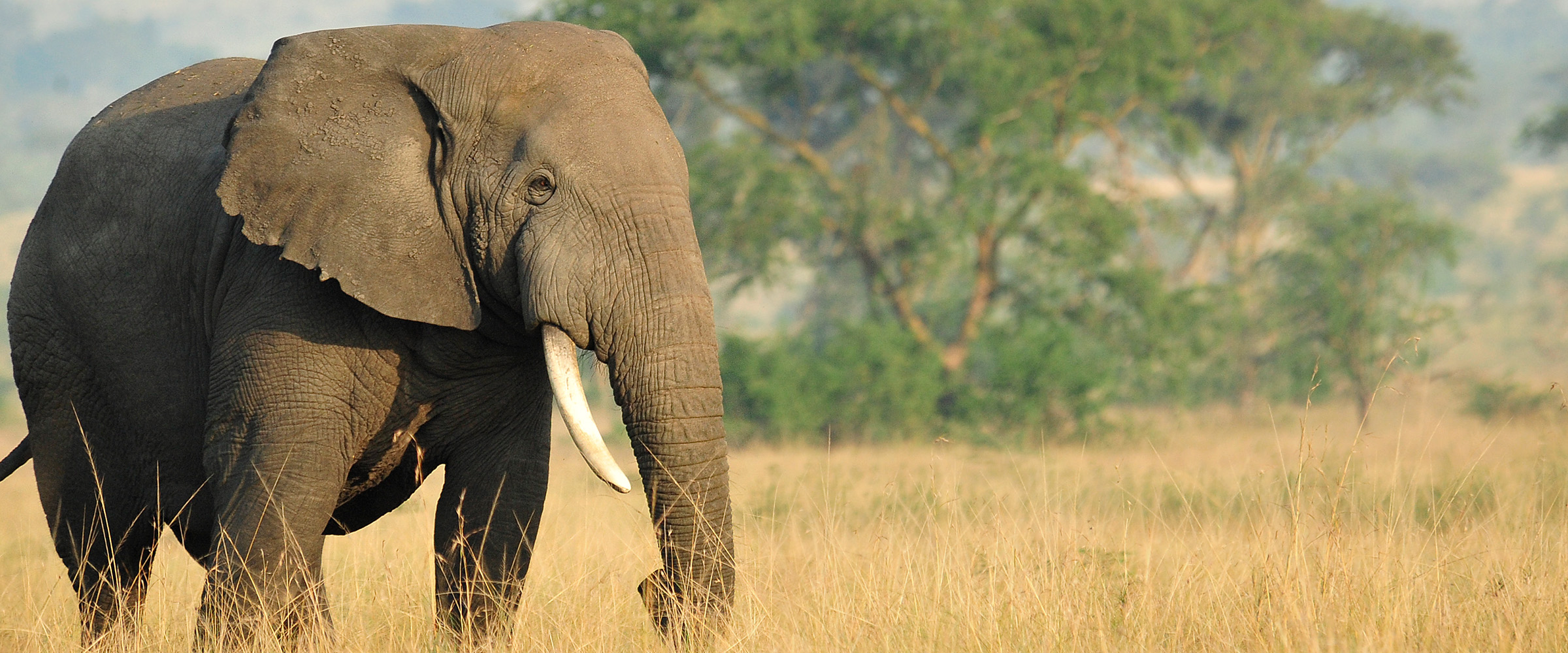 African elephant in the wild