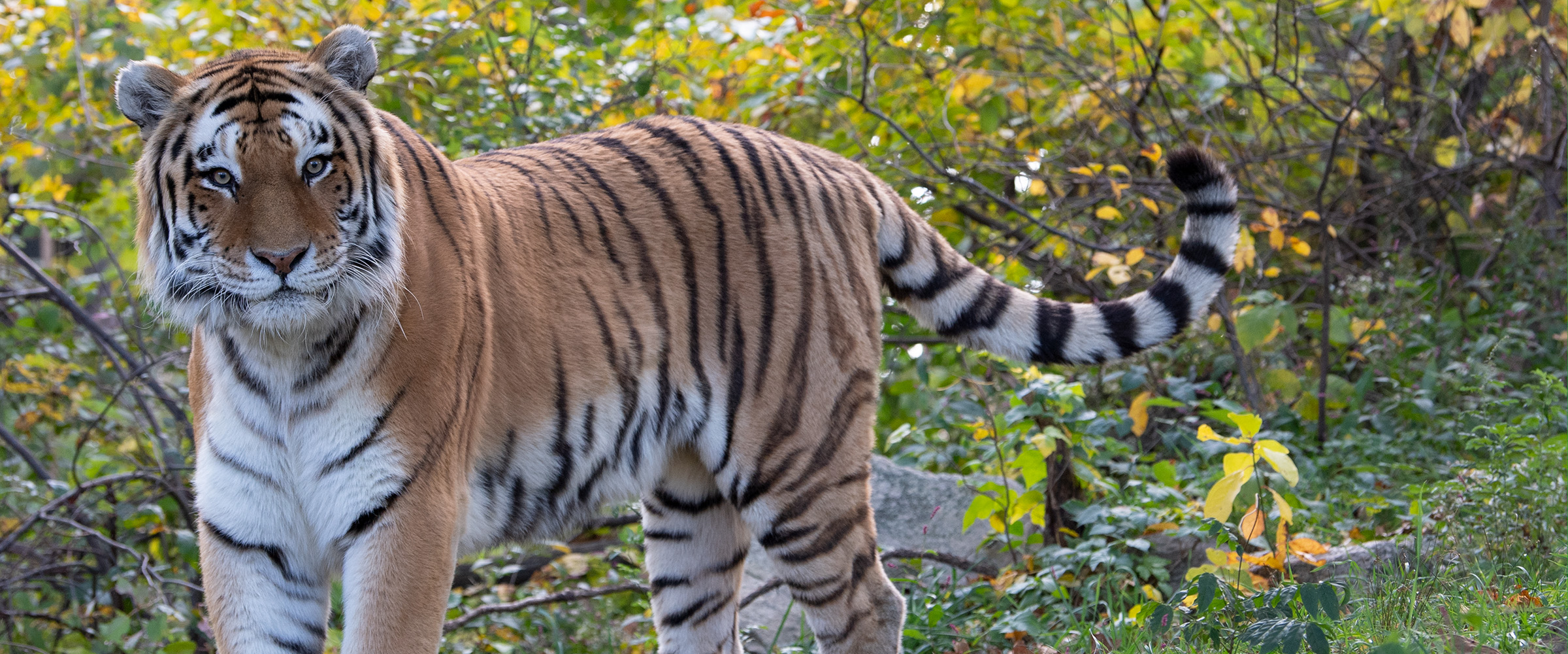Amur Tiger