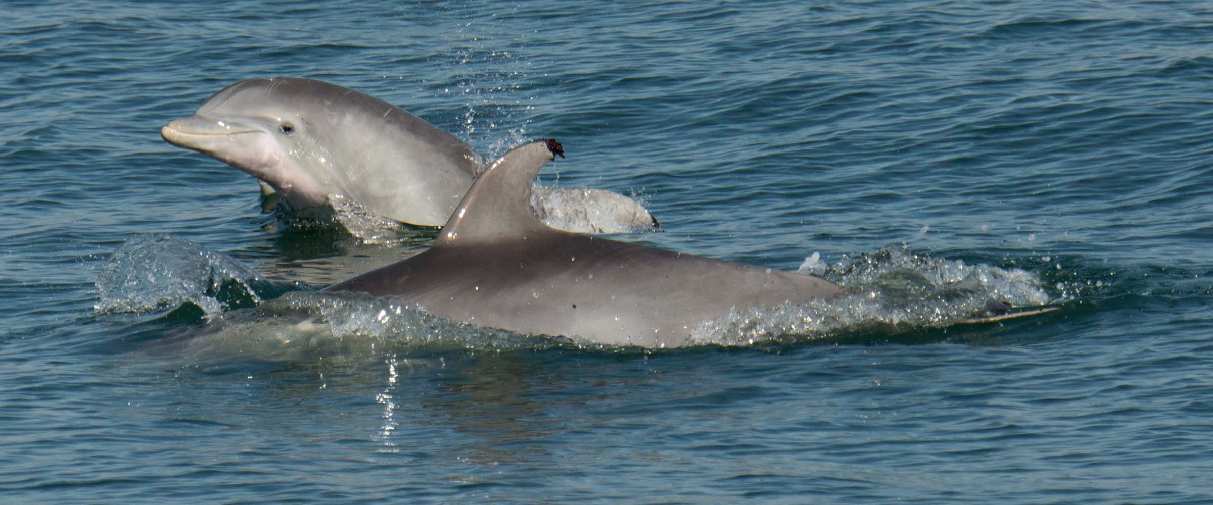 Bottlenose Dolphins