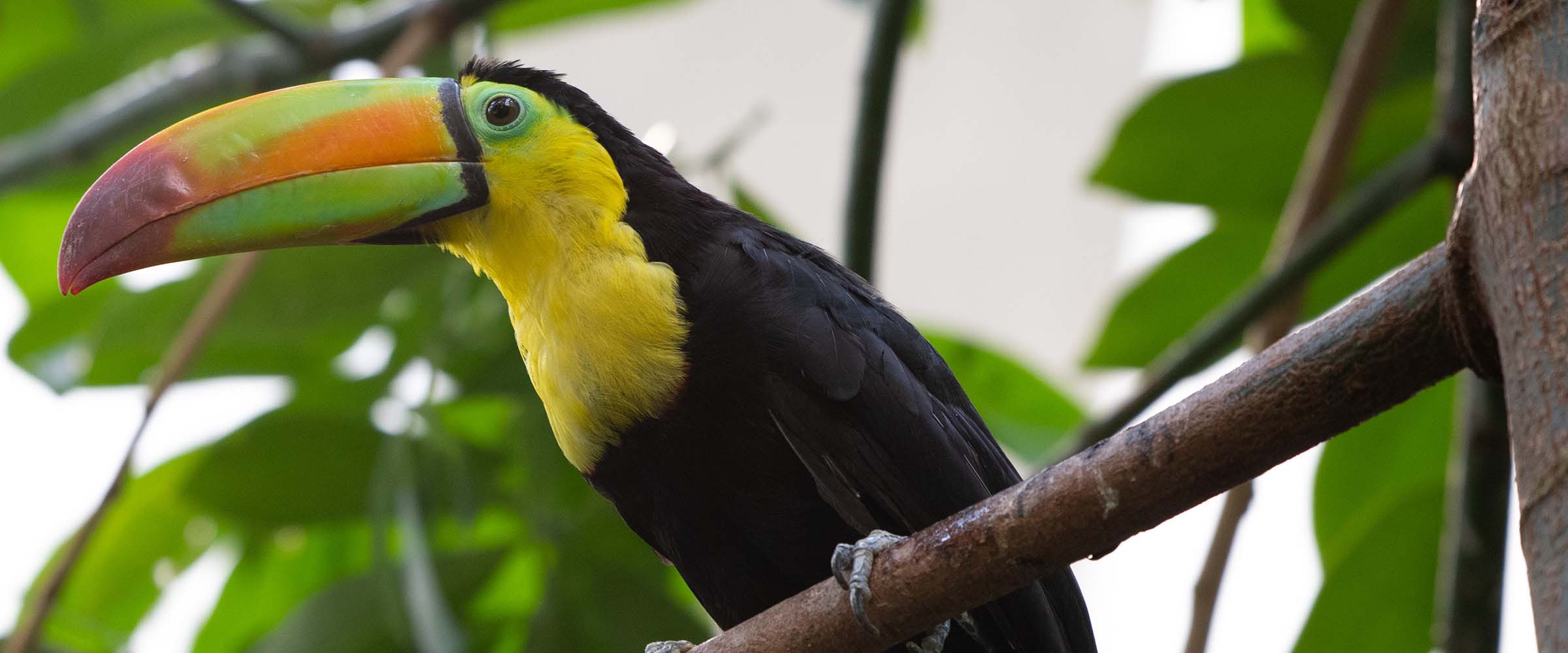 Keel-billed toucan