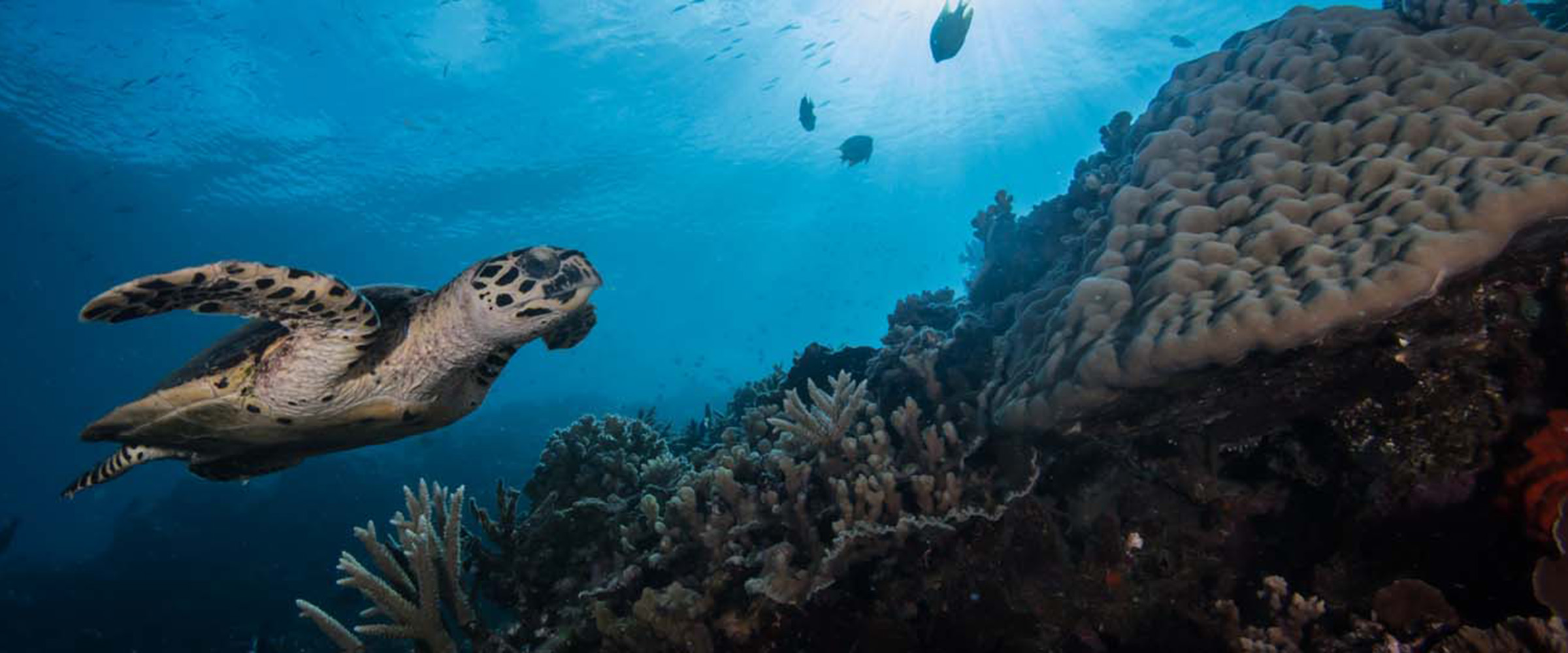 Sea Turtle