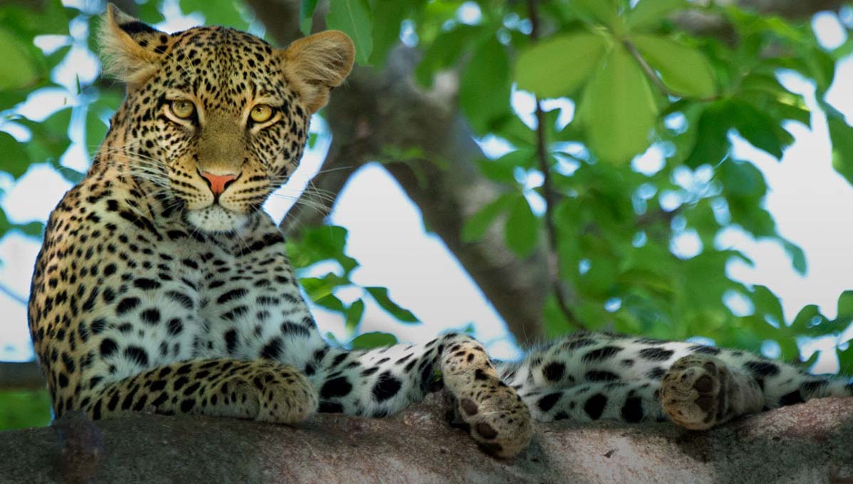 Leopard
