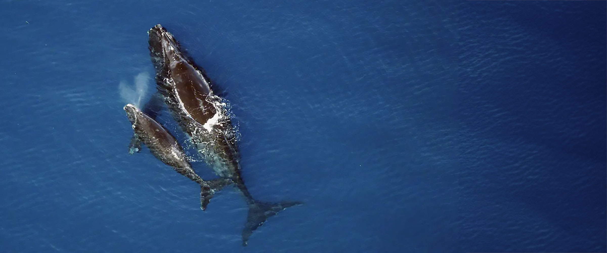Mom and Newborn North Atlantic Right Whale 